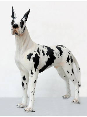 Great Dane Harlequin Dog Great Dane Harlequin Dog